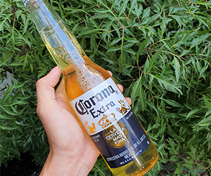 Bia Corona Extra