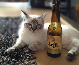 Bia Leffe Vàng