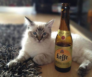 Bia Leffe Vàng